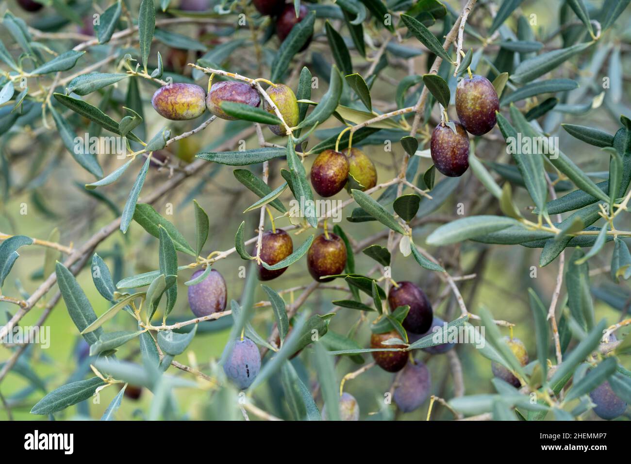 Foto ravvicinata di olive e ramoscelli o ramoscelli. Concetto di base del raccolto delle olive mature. Foto Stock