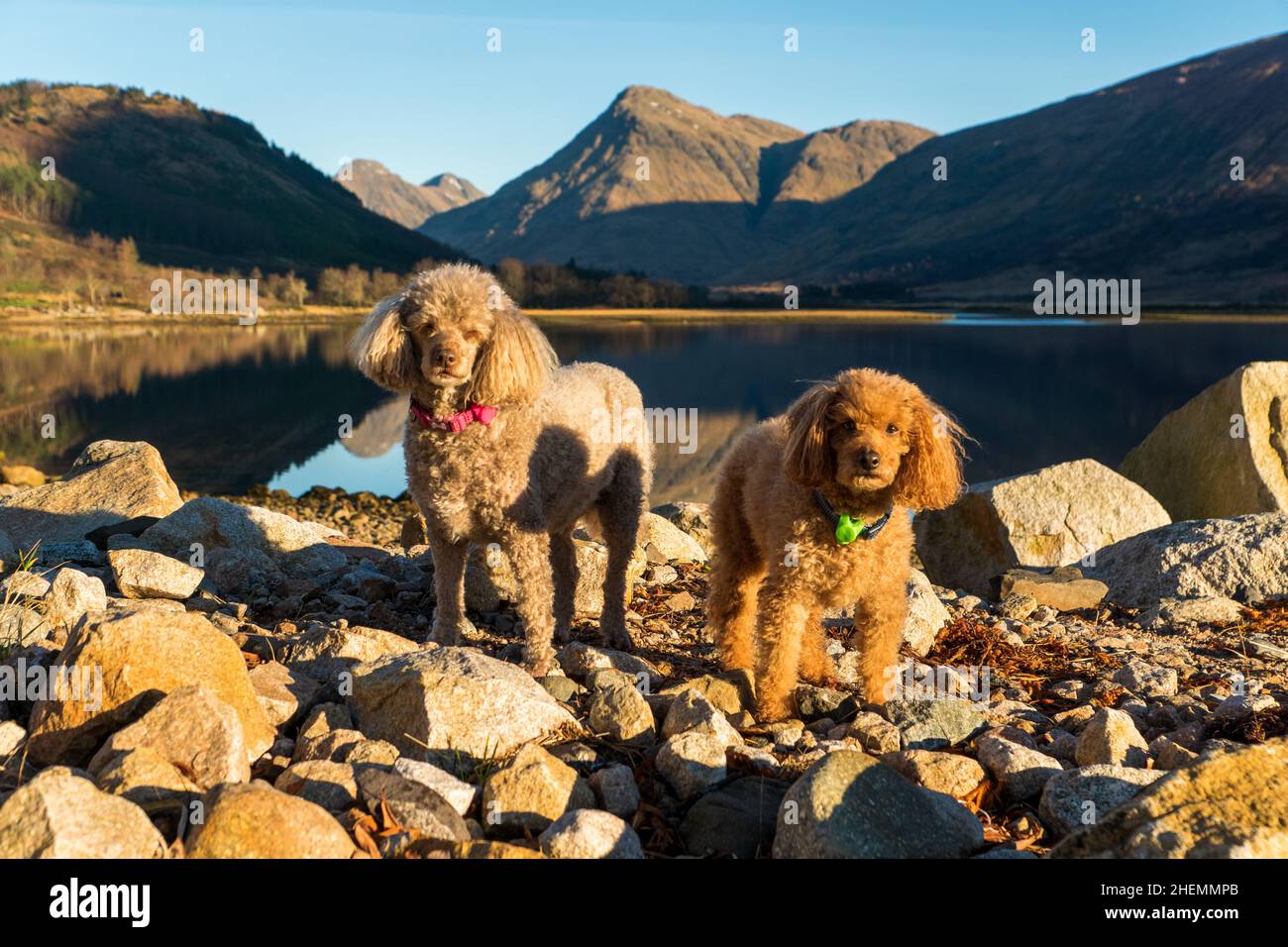 I poodles posano sulle rocce a Glen Etive con montagne e loch sullo sfondo Foto Stock