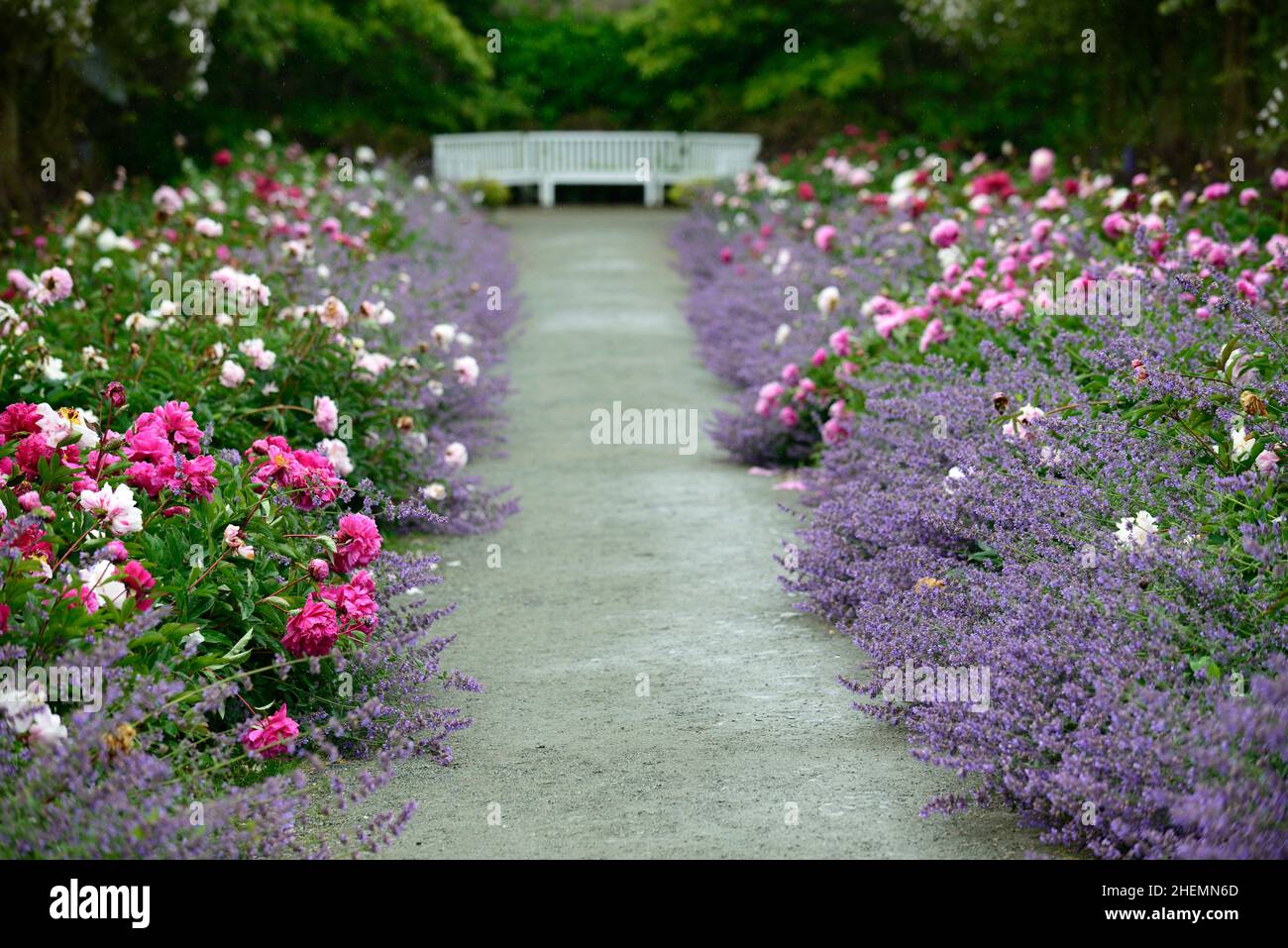 Pioggia che cade sul bordo di pietra erbacea doppia, peony, peonies, paeonia, nepeta, delphinium, muschio himalayan di rosa pauls, rosa rampicante, swag di rosa, swag di rosa, pa Foto Stock