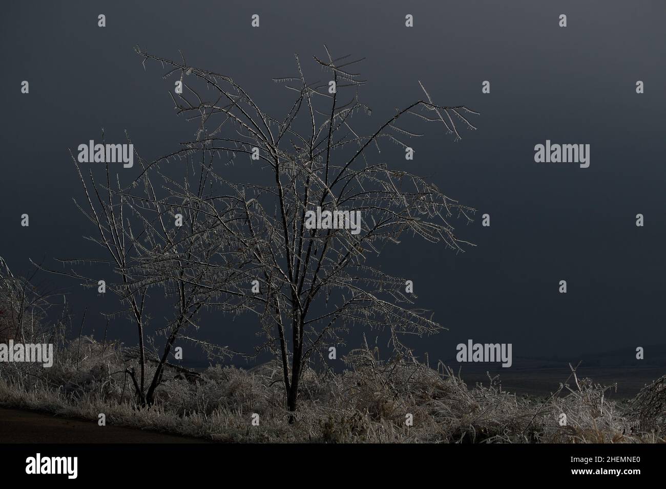 l'albero poi pioveva congelato Foto Stock