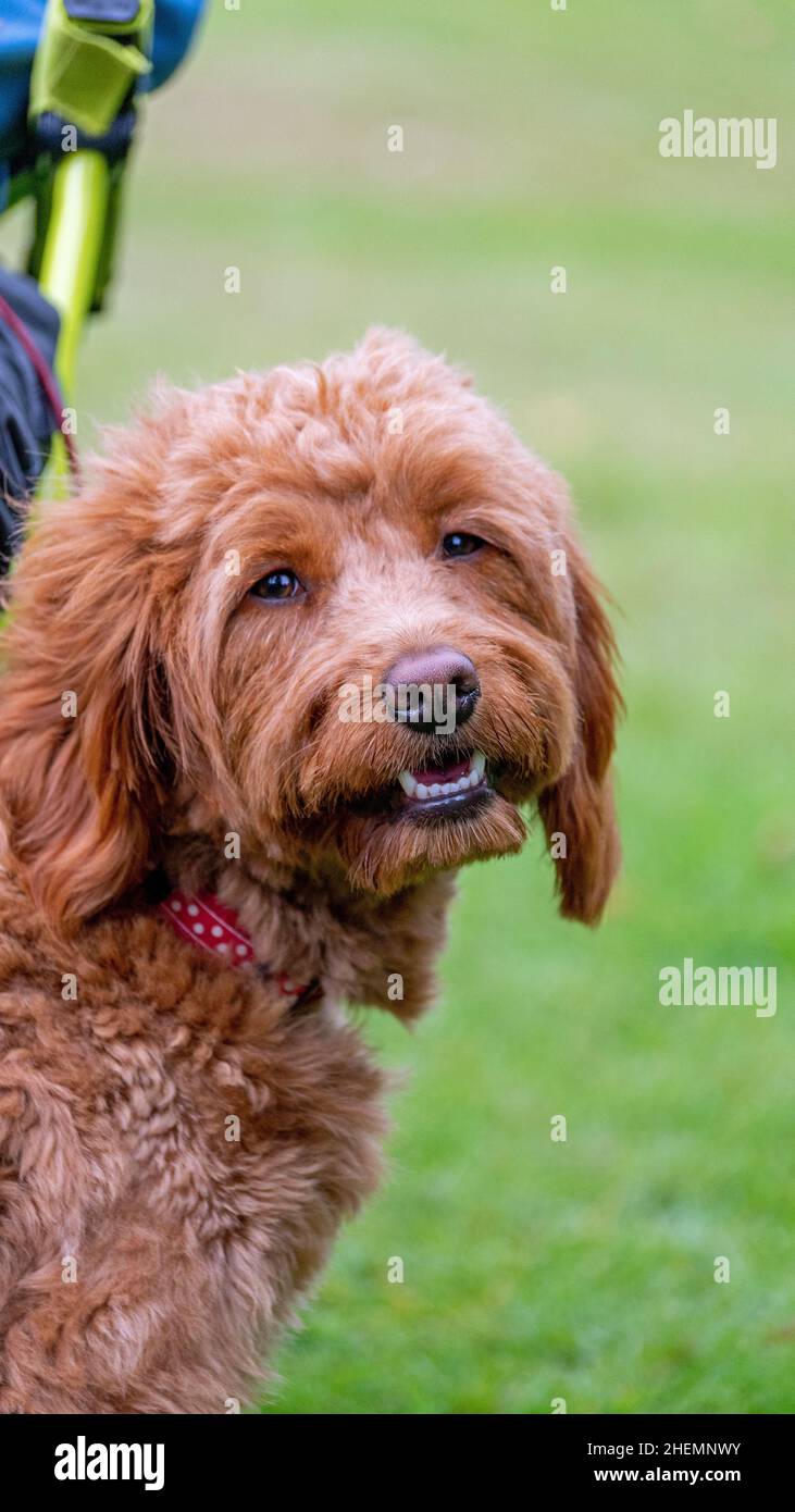 Carino sorridente cane da compagnia per famiglie, Golden Doodle fuori nella natura Foto Stock