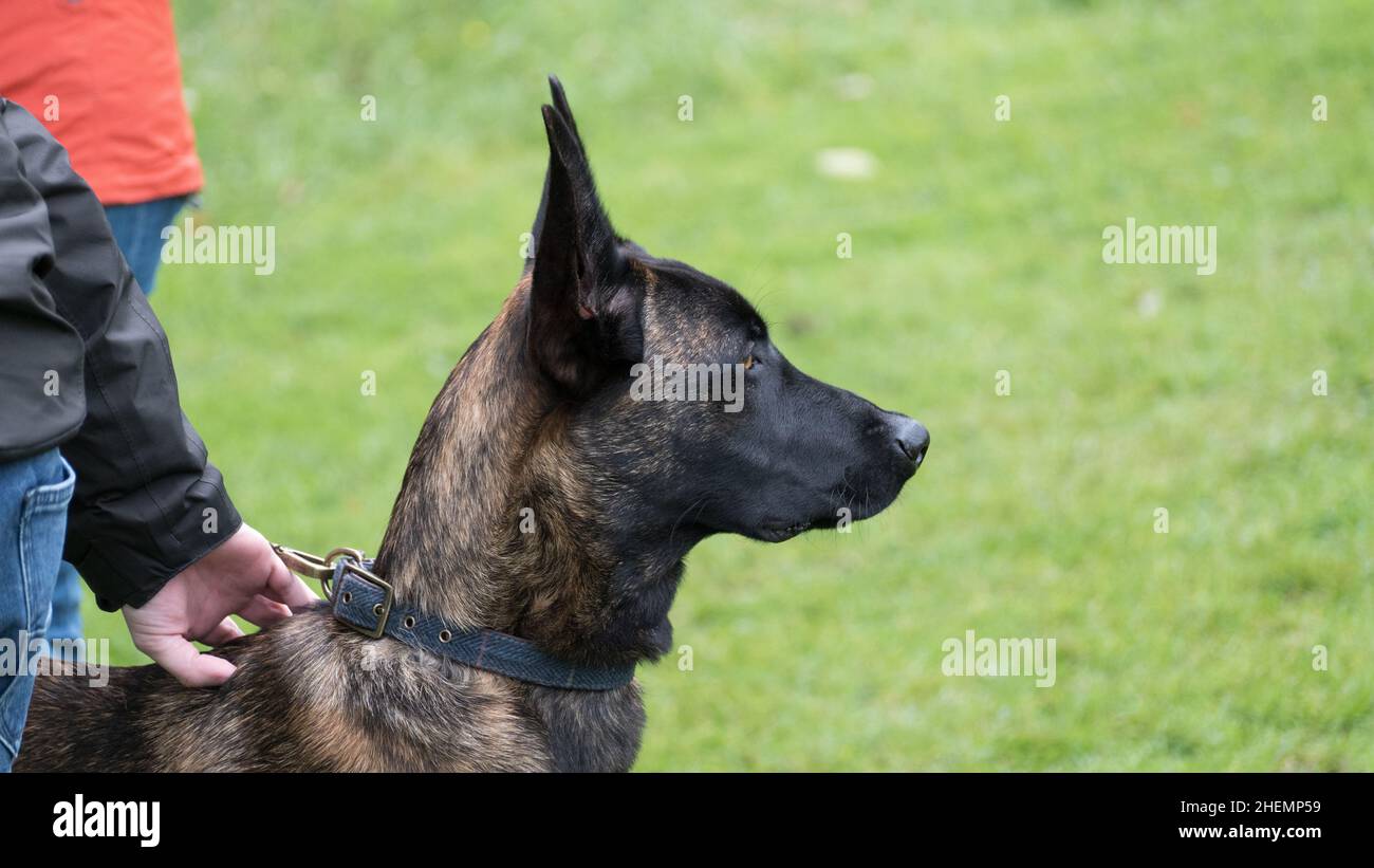 Dutch Shepherd Dog, Close Up testa e spalle all'esterno nel Parco, vista laterale con orecchie appuntite Foto Stock