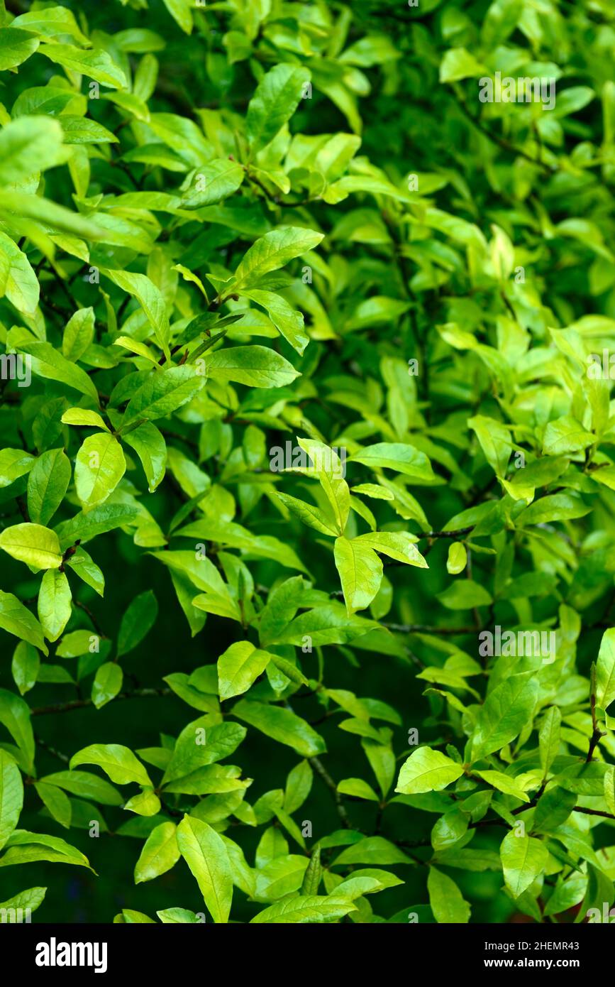 magnolia stellata chrysanthemumiflora, foglie verdi, folidage verde, foglie  lucide, foglie lucide, foglie di magnolia, foglie di magnolia, RM Floral  Foto stock - Alamy