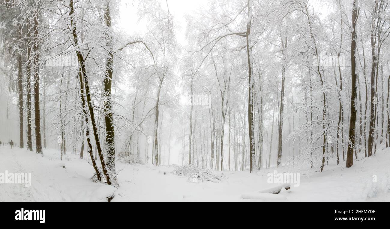 Paesaggio invernale in foresta con alberi bianchi coperti in Germania Foto Stock