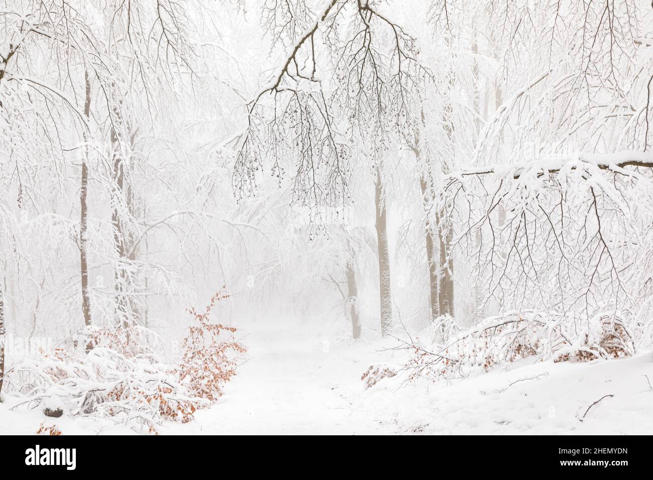 Paesaggio invernale in foresta con alberi bianchi coperti in Germania Foto Stock