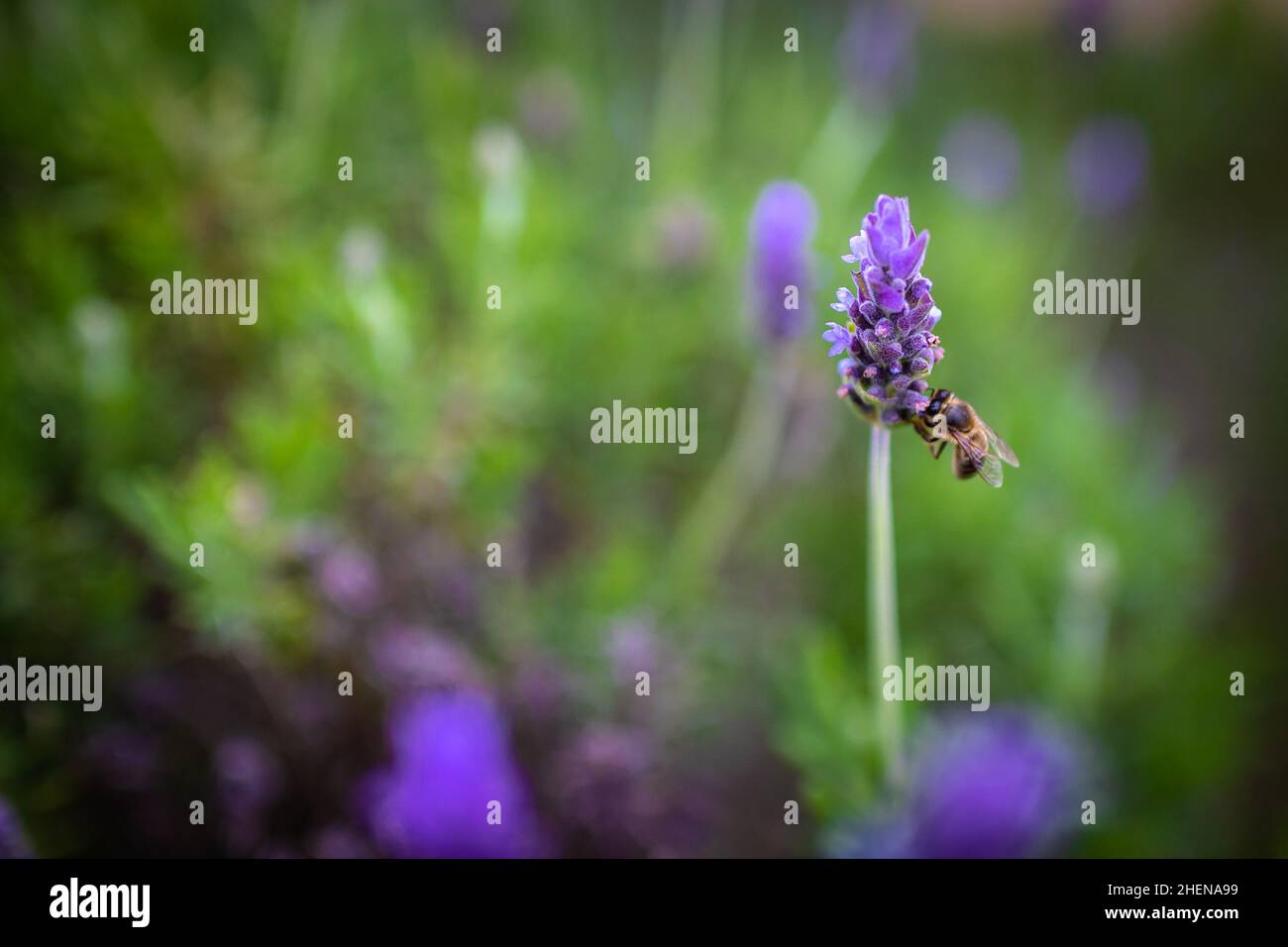 Ape. Ape impollinata fiori di lavanda. Vegetazione vegetazione con insetti. Foto Stock
