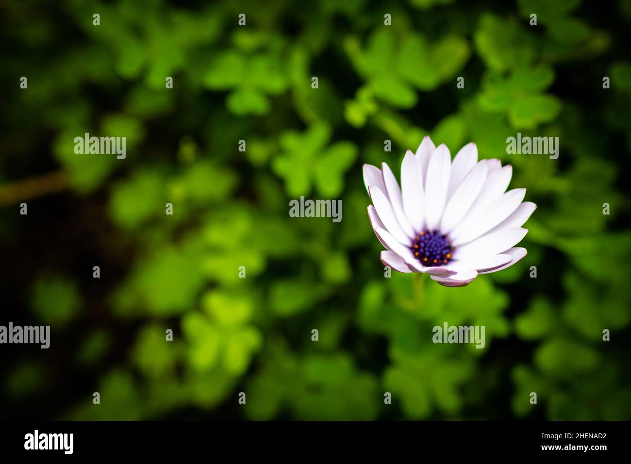 Fiore bianco. Cespuglio con un fiore bianco. Foto Stock