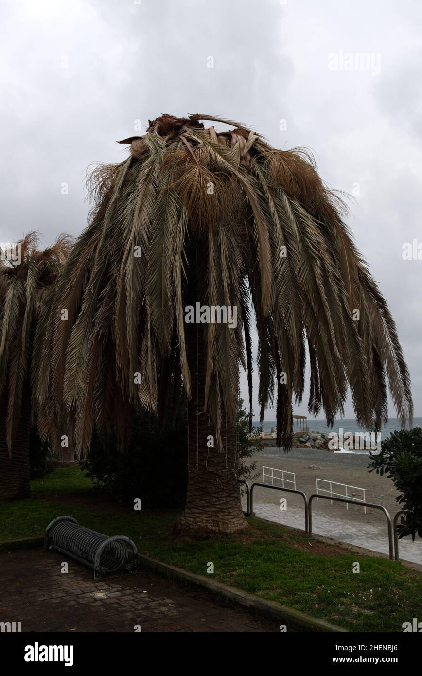 Palme morte da attacco del parassita Red awl -Rhynchophorus ferrugineus- Foto Stock