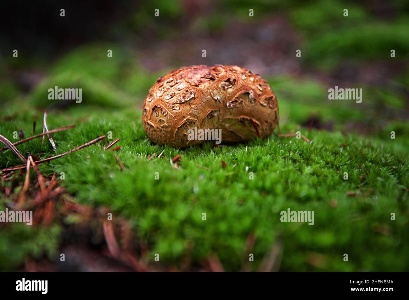 funghi incommestibili nel bosco tra muschi, rami e aghi di conifere Foto Stock