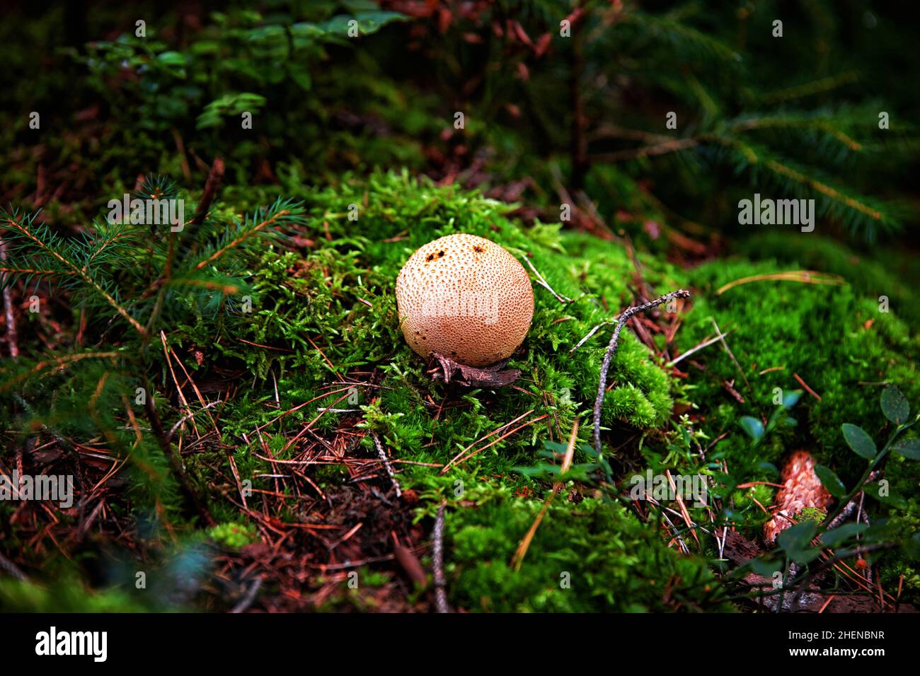 funghi incommestibili nel bosco tra muschi, rami e aghi di conifere Foto Stock