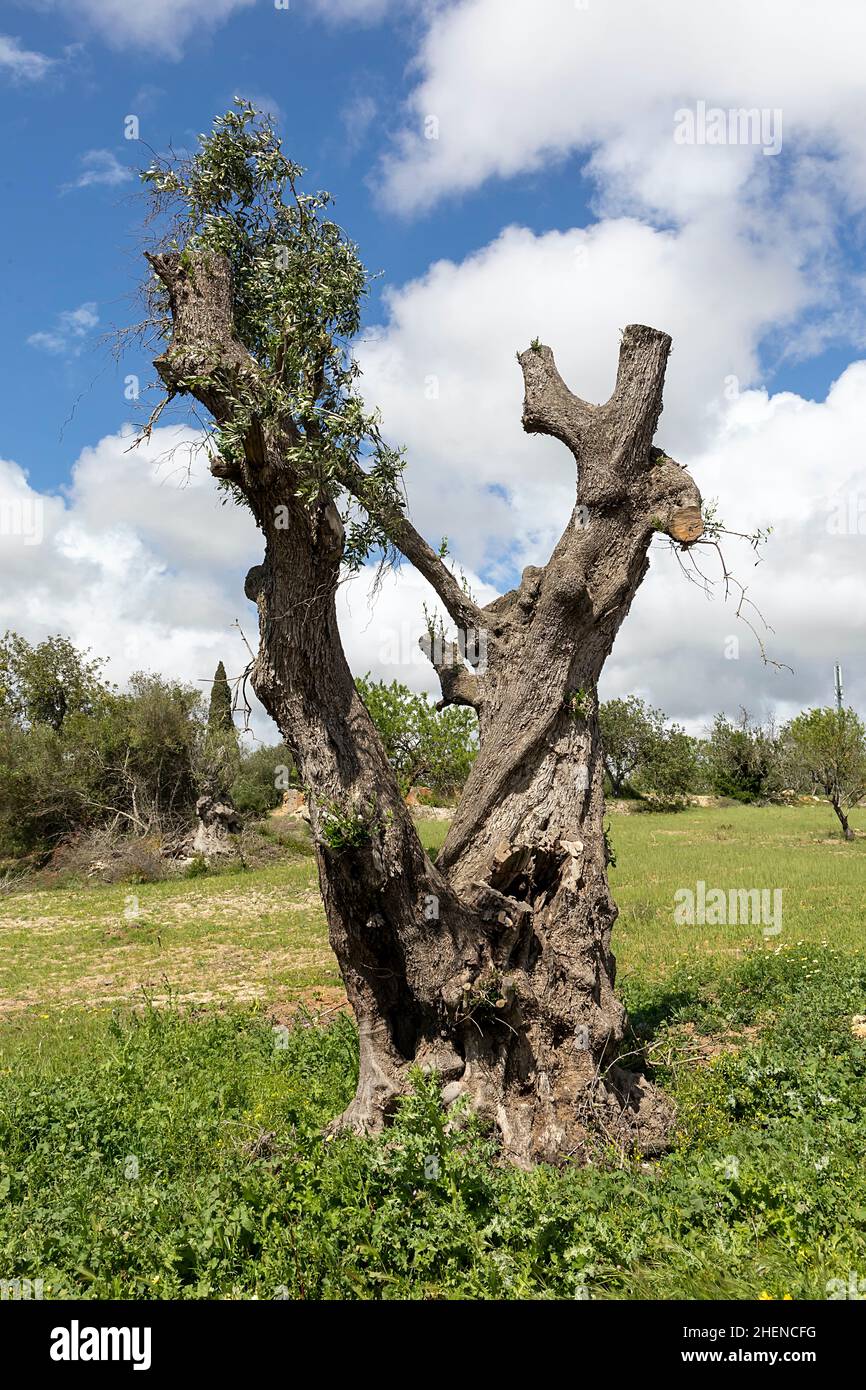 sfondo di vecchio olivo con gambo enorme e solo alcuni nuovi rami Foto Stock