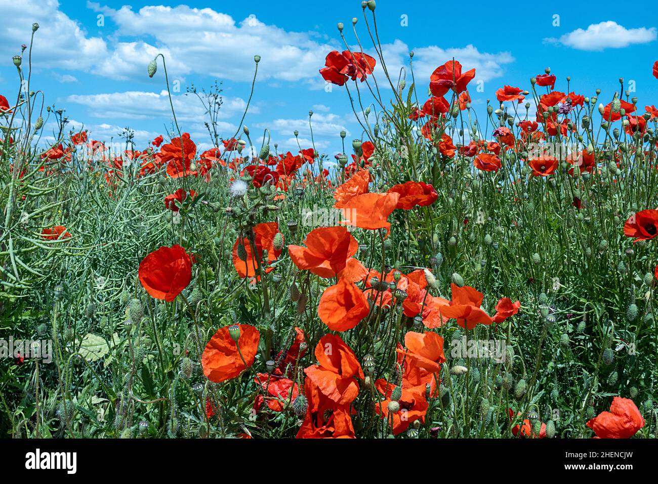 scenico campo di fiori di papavero con intenso colore rosso e blu del cielo Foto Stock