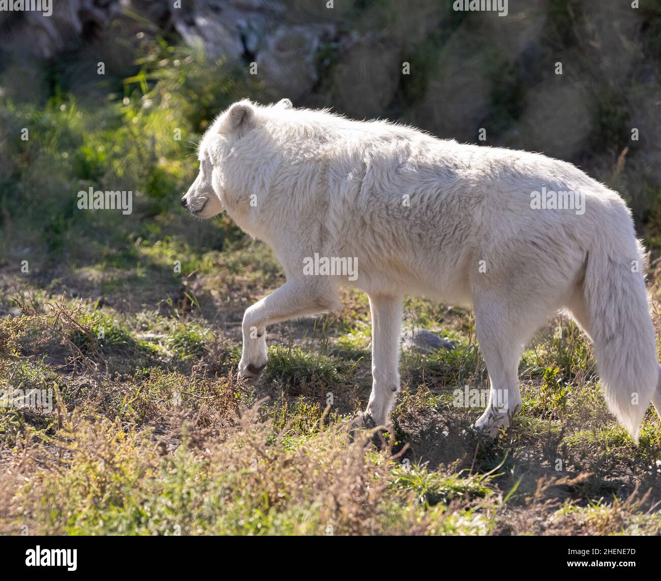 Lupi artici -Canis lupus artos- in cattività. Primo piano di un lupo artico bianco. Foto di viaggio, messa a fuoco selettiva, senza persone Foto Stock