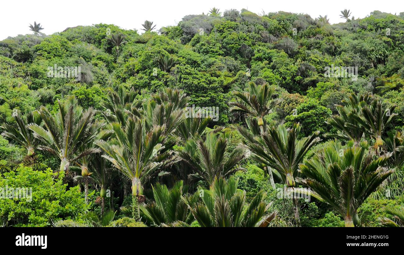 Una collina di palme nikau nella loro estensione più meridionale, sulla costa occidentale della Nuova Zelanda Foto Stock