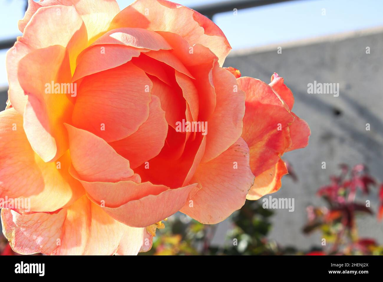 Primo piano di cespugli di rose di pesca in estate Foto Stock