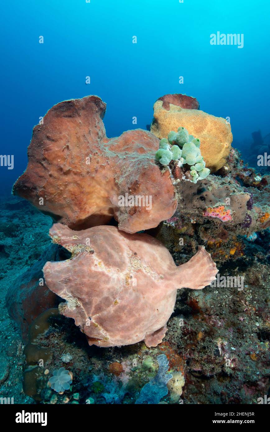 Un paio di rana Commerson o il rana gigante, Antennarius commerson, con bocca aperta e lure visibile (illicium) seduto sulla roccia. Foto Stock
