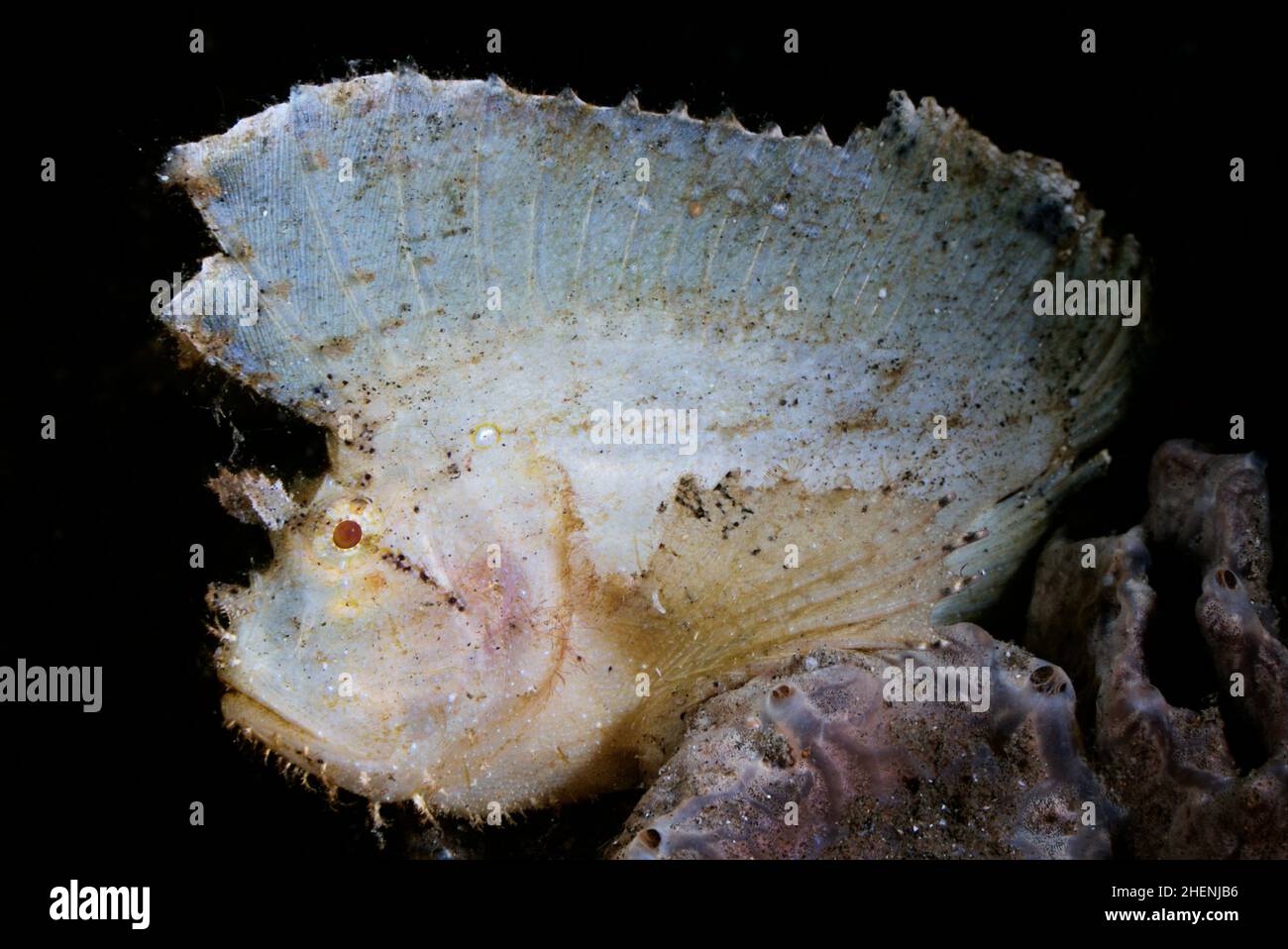 Taenianotus triacanthus, il pesce paglierolo, è una specie di pesce marino, il solo membro del suo genere, è seduto sulla spugna. Foto Stock