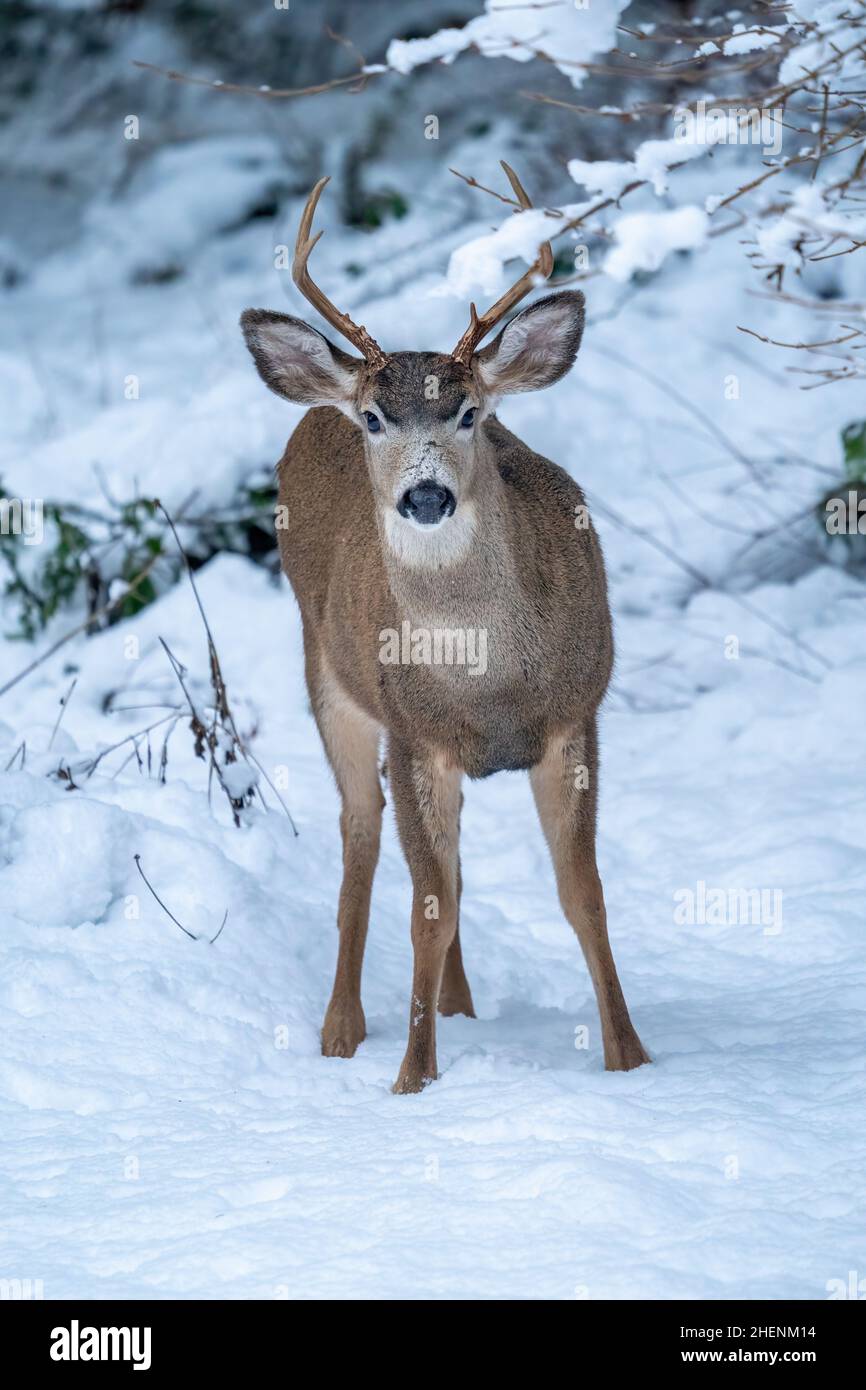 Issaquah, Washington, Stati Uniti. Il giovane Mule Deer si sfila nella neve. Foto Stock