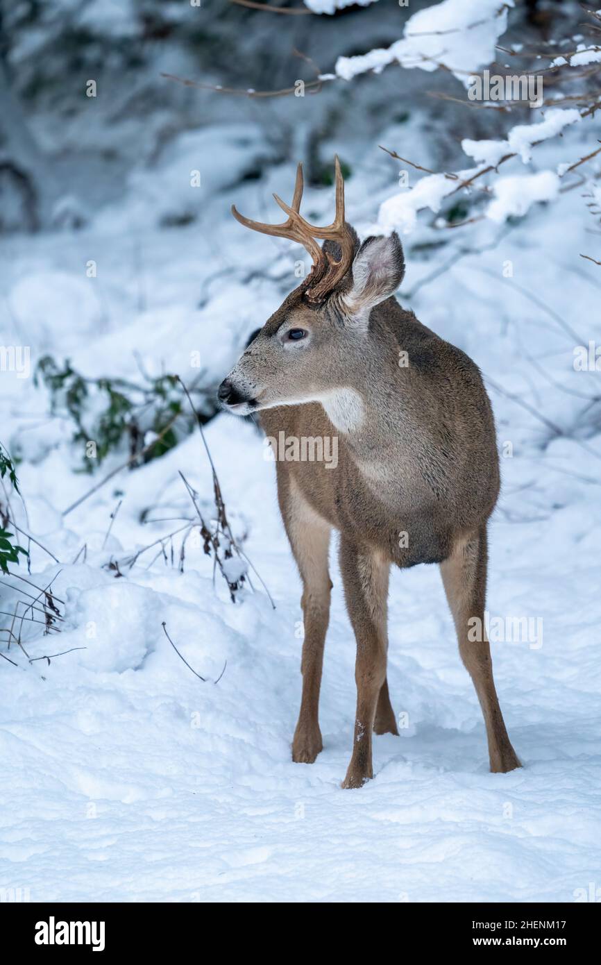 Issaquah, Washington, Stati Uniti. Il giovane Mule Deer si sfila nella neve. Foto Stock