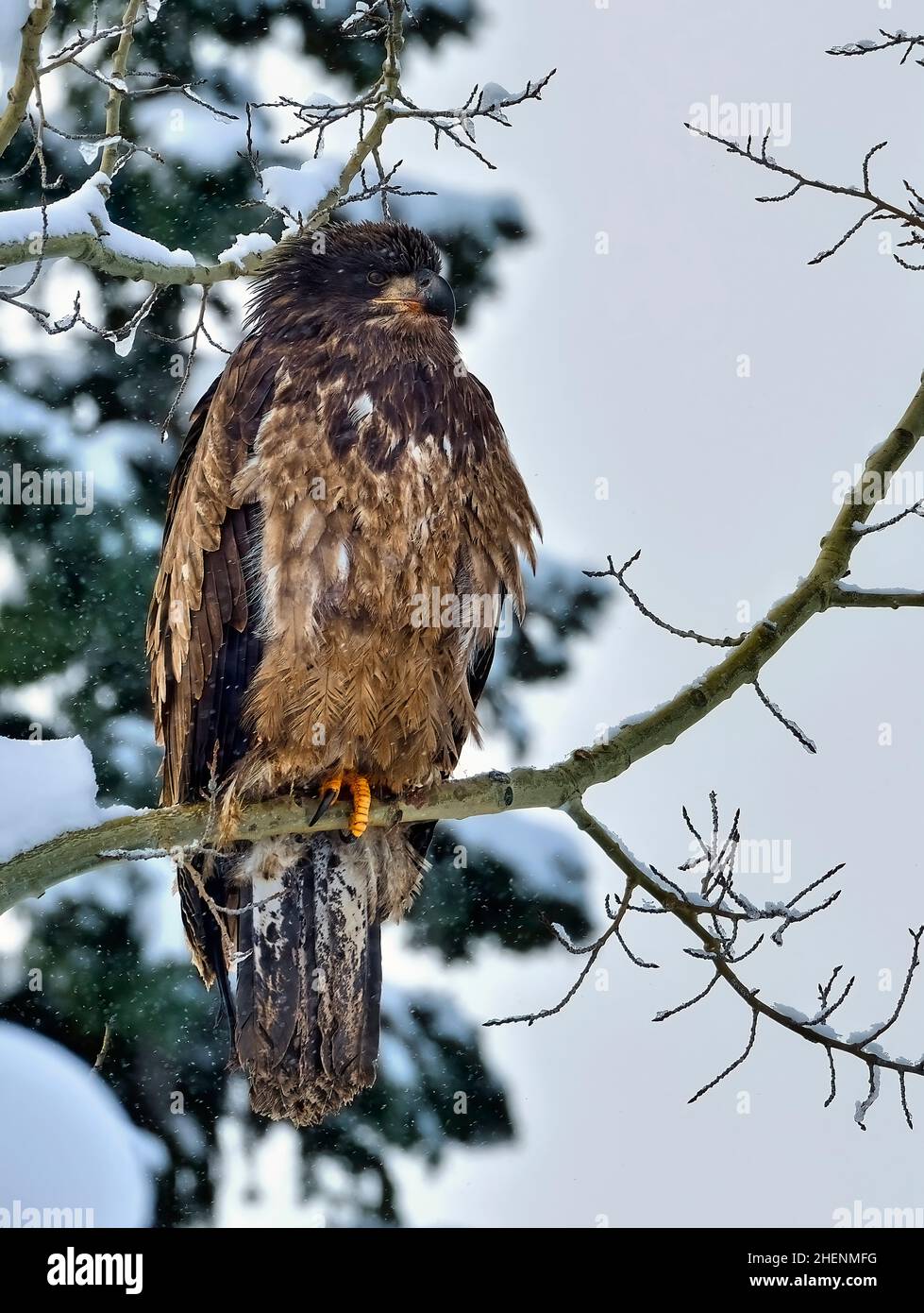 Un'aquila calva immatura (Haliaeetus leucocephalus), arroccata in un albero di aspen in una tempesta di neve pesante nella rurale Alberta Canada. Foto Stock