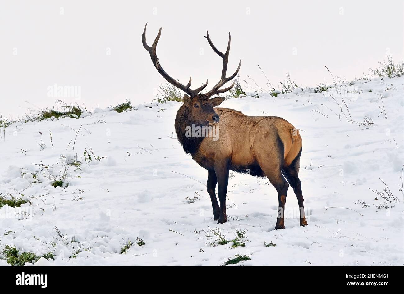 Un grande toro di alce (Cervus elaphus), che guarda indietro sopra la spalla durante la stagione di rutting in Alberta rurale Canada Foto Stock