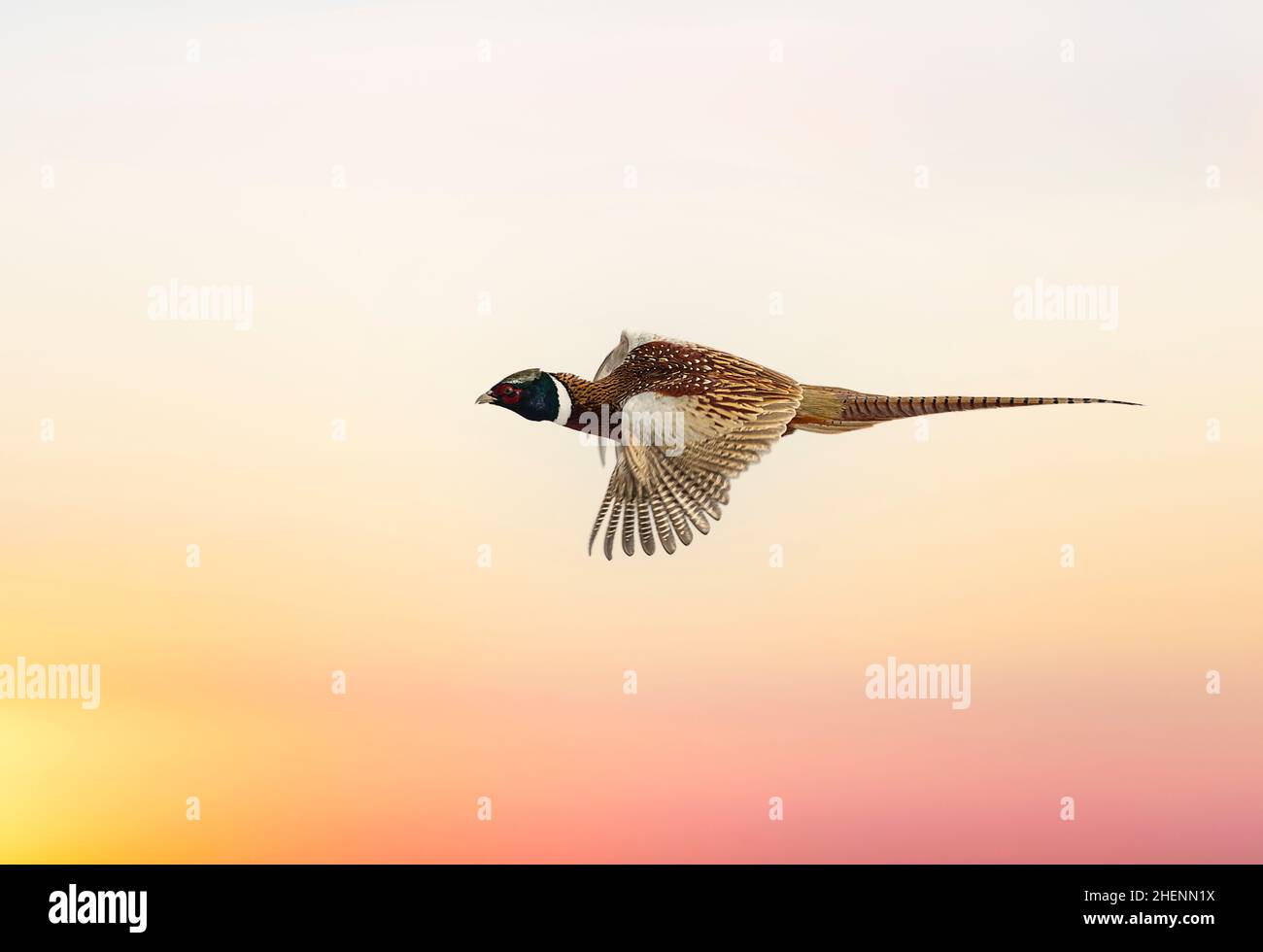 Volare Rooster Pheasant attraverso il cielo serale del South Dakota Foto Stock