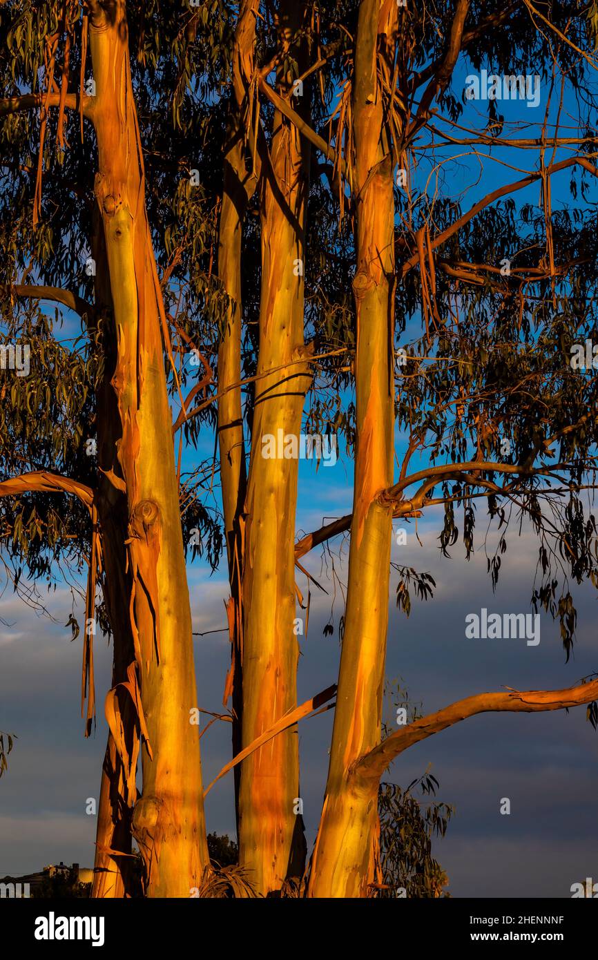 Tasmanian Blue Gum, globulo di eucalipto, nel bagliore del tramonto vicino Pismo state Beach, California, USA Foto Stock