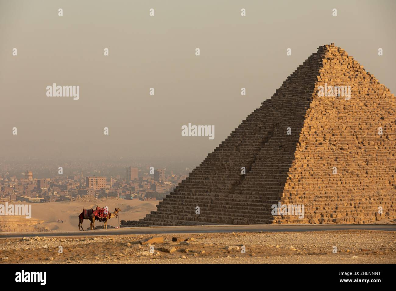 Cammelli in piedi accanto ad una piramide a Giza, Egitto Foto Stock