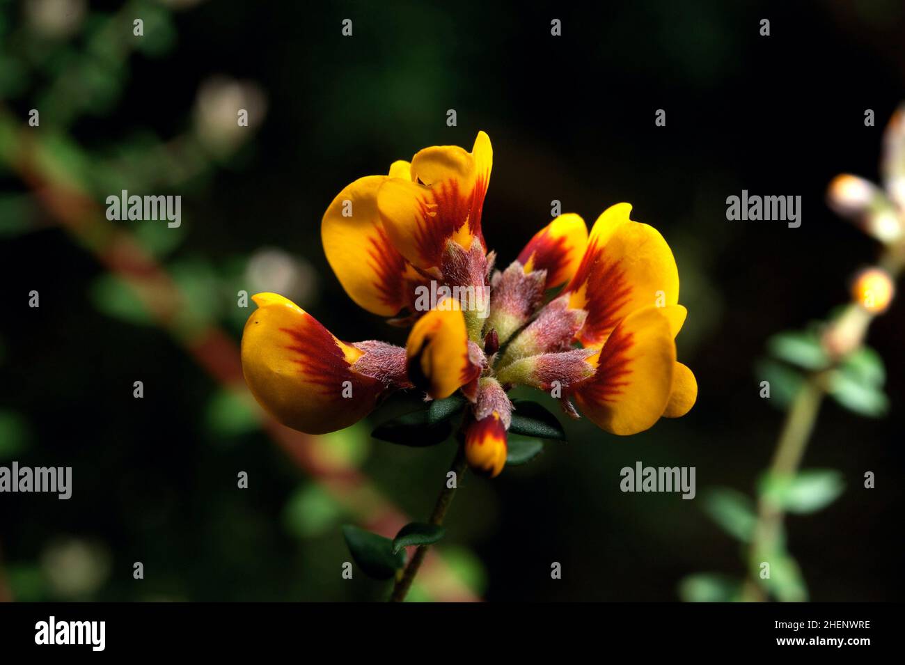 Fiori per la colazione? Si tratta di uova e fiori di bacon (Aotus ericoides), comuni in primavera nei boschi australiani. Riserva di flora di Hochkins Ridge. Foto Stock