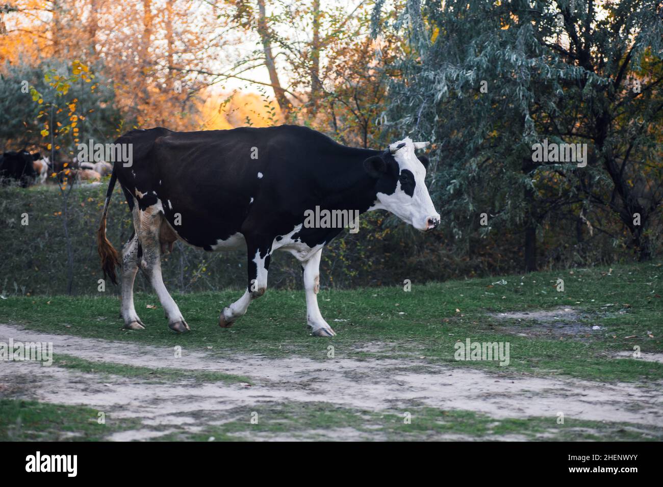 Mucca bianca e nera pascolo e camminare con alberi sullo sfondo vicino strada di campagna in prato in foresta in autunno. Vita del coltivatore. Prodotti naturali Foto Stock