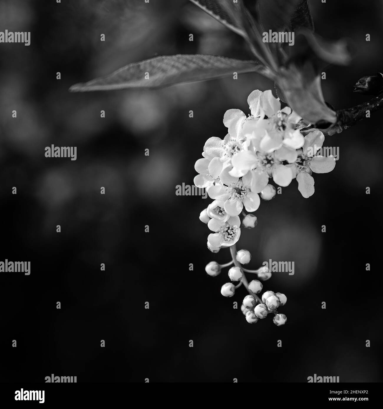 l'albero bianco fiorisce su uno sfondo nero Foto Stock