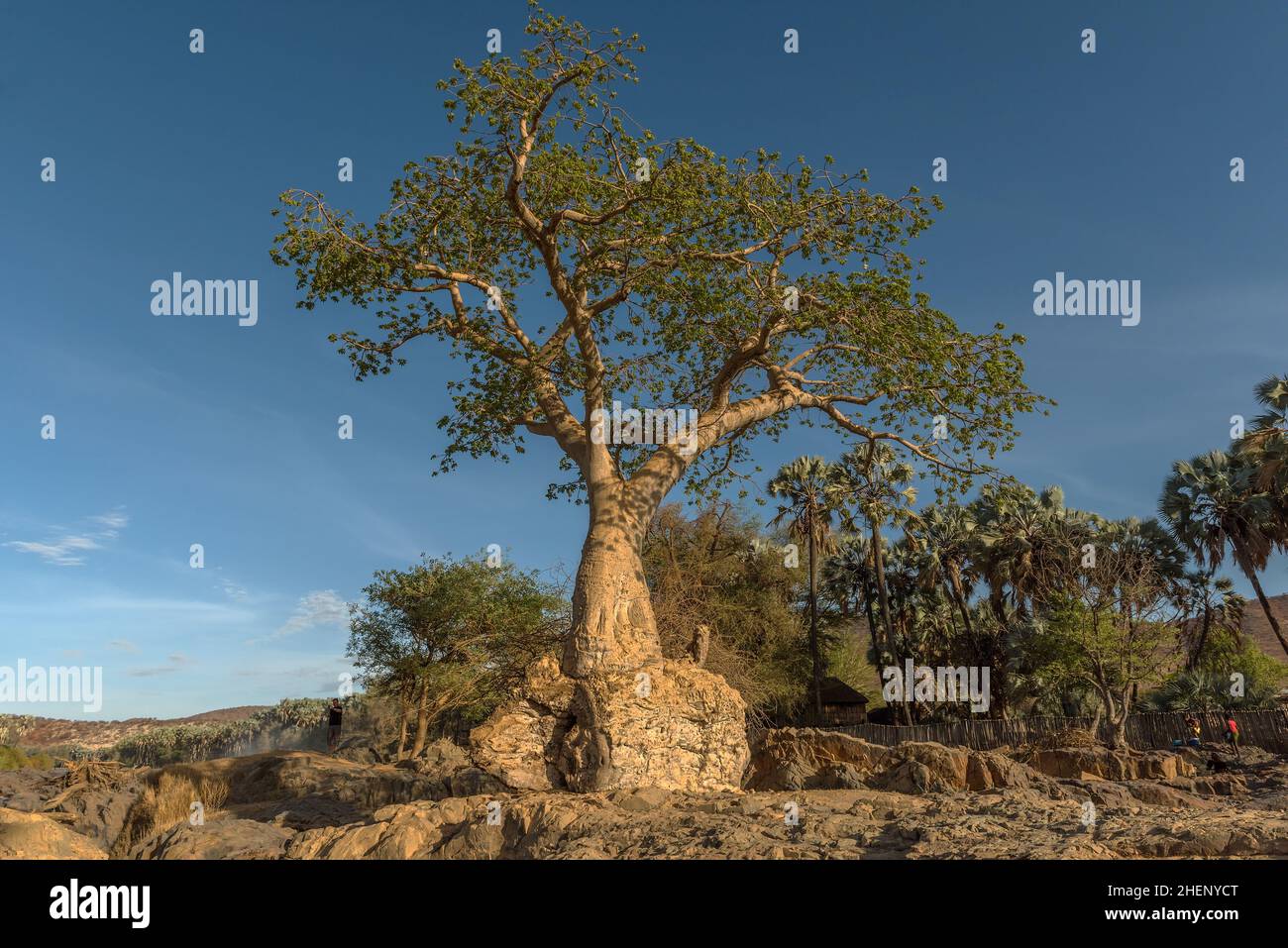 Grande albero di baobab sulle rive del fiume Kunene, Namibia Foto Stock