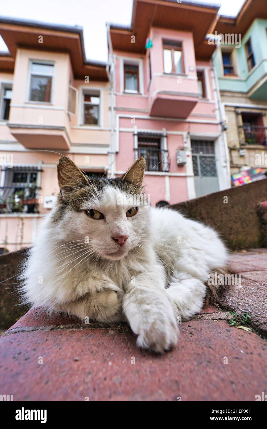 Primo piano di gatto tabby seduto sulle scale di strada con case colorate sullo sfondo. Foto Stock