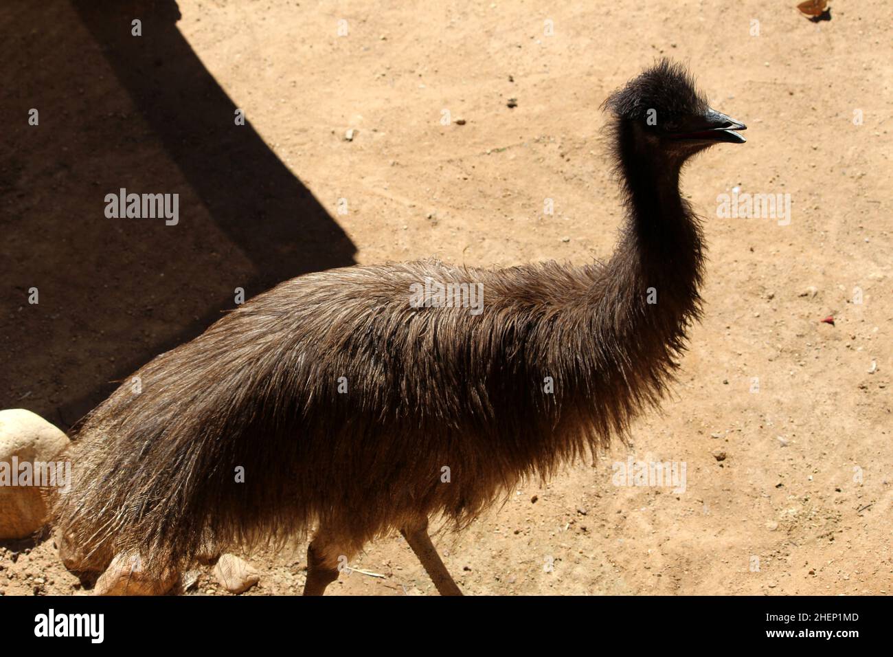 Emu (Dromaeus novaehollandiae) foraging in uno zoo : (pix SShukla) Foto Stock