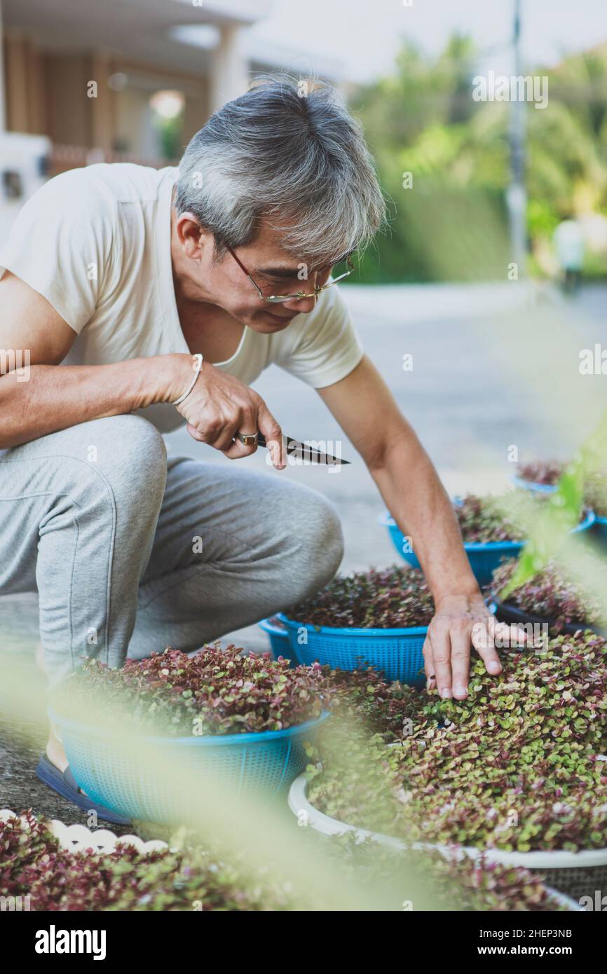 l'uomo anziano si prende cura della pianta dello chalet del nastro nel giardino domestico Foto Stock