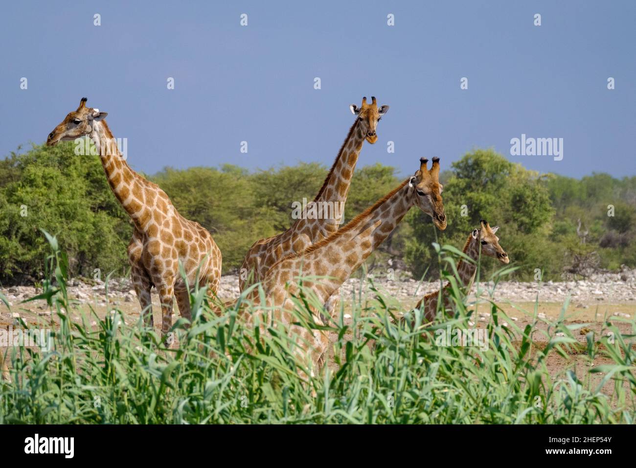 4 giraffe (Giraffa Camelopardalis) gruppo. Parco Nazionale di Etosha, Namibia, Africa Foto Stock