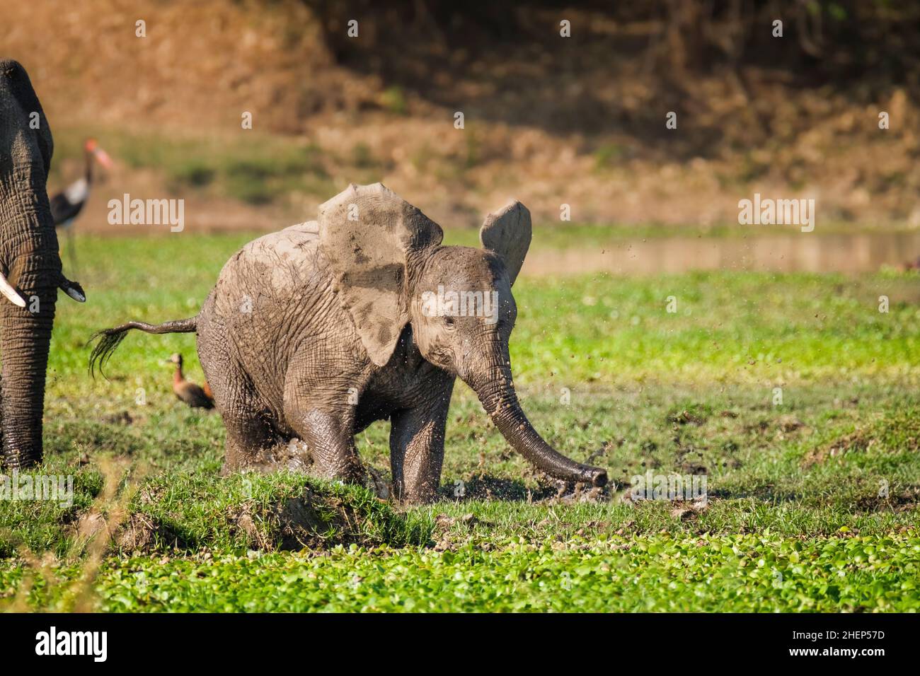 Vitello elefante, felice elefante bambino (Loxodonta africana) spruzzi d'acqua in palude. Si trova in acque profonde al ginocchio. Parco Nazionale Lower Zambesi, Zambia Foto Stock