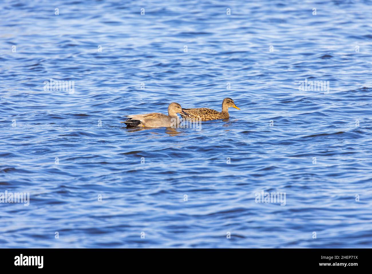 Gadwall anatre in un lago Foto Stock