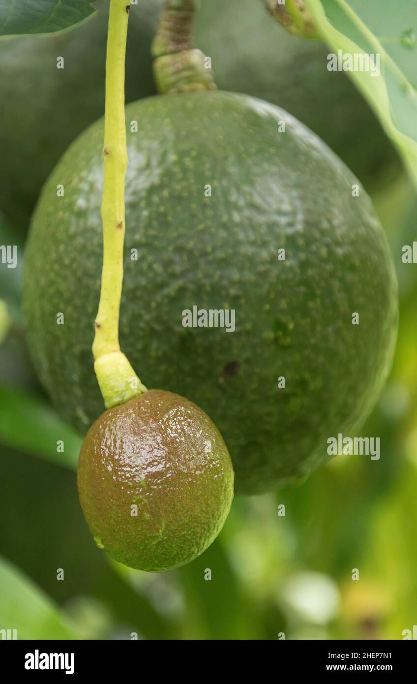 Due avocado sferici Reed (persea americana) di due stagioni diverse. Uno grande, maturo; altro piccolo e non sviluppato. Queensland, Australia. Foto Stock