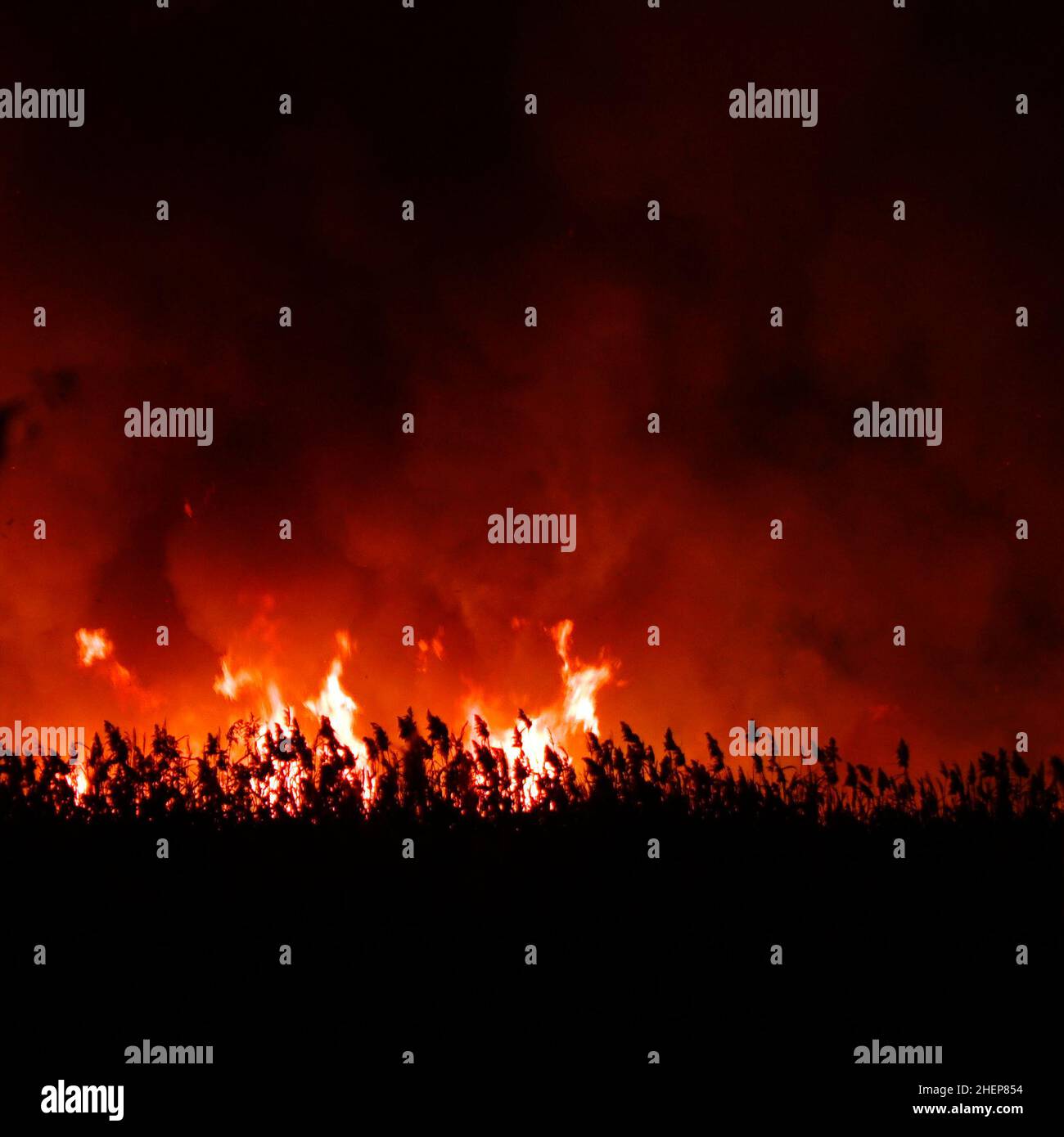 Vista sfocata. Fiamme da un fuoco di erba secca di notte. Fuoco notturno nel campo Foto Stock