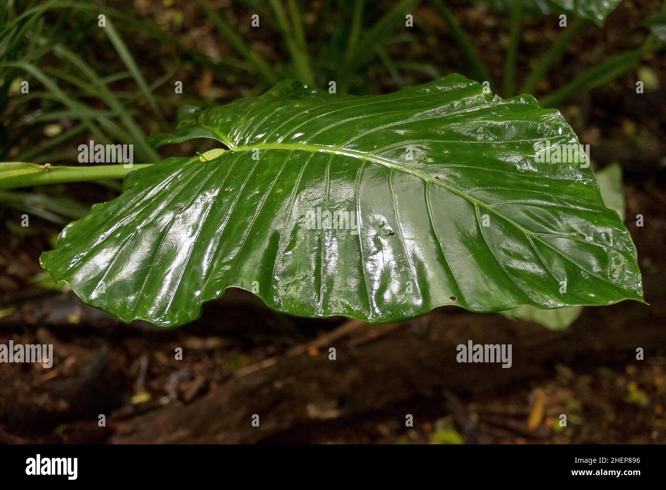 Singola grande, foglia umida di cunjevoi australiani, native giglio (alocasia brisbanensis) nella foresta pluviale subtropicale sul Monte Tamborine, Queensland. Foto Stock