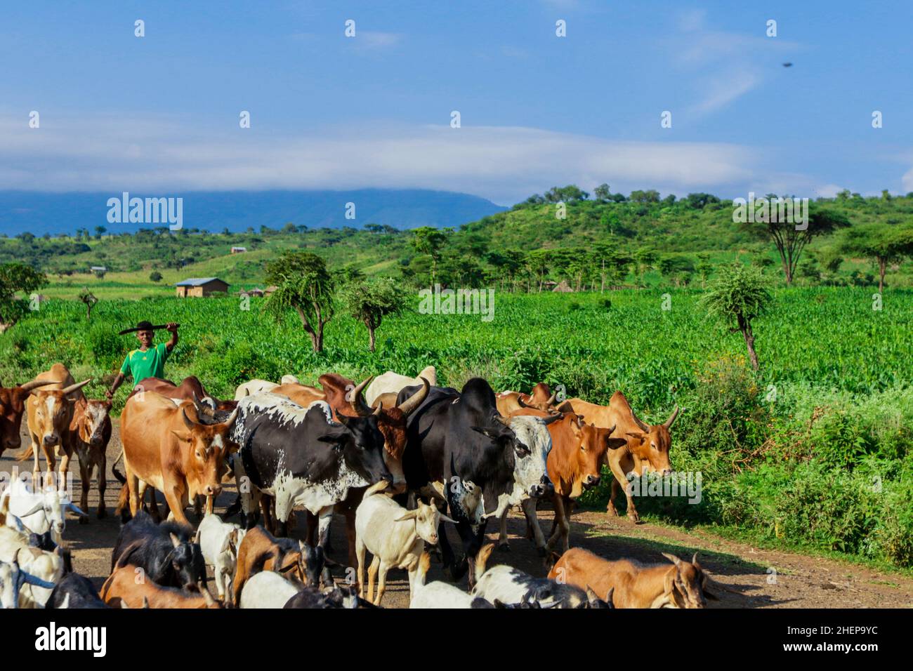 Pastore e mucche sulla Green Grass African Road. Va dove cresce l'erba verde per trovare il cibo per le mucche. Foto Stock