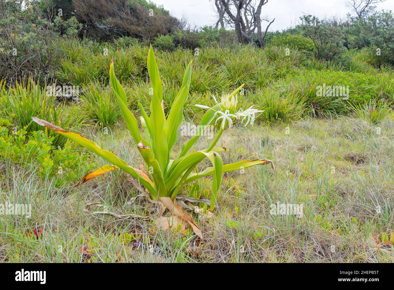 Palude Lilly (crinum pedunculatum), Coastal Spinifex (Spinifex sericeus) e prostrate succulent, Pigface (Carpobrotus glaucescens) su una spiaggia del NSW Foto Stock