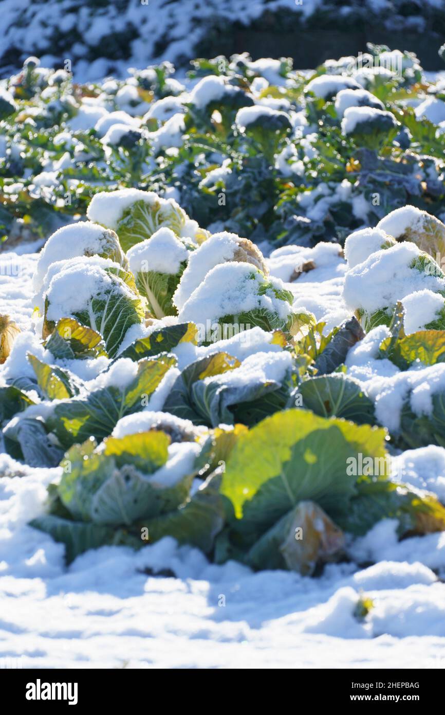 Cavolo cinese (hakusai) campo coperto di neve, Isehara City, Prefettura di Kanagawa, Giappone Foto Stock