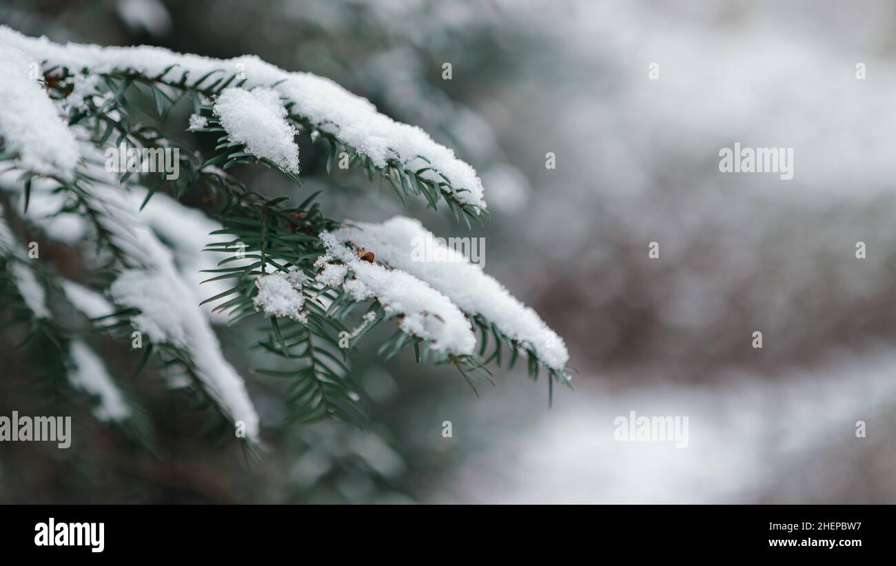 primo piano della pianta in inverno Foto Stock