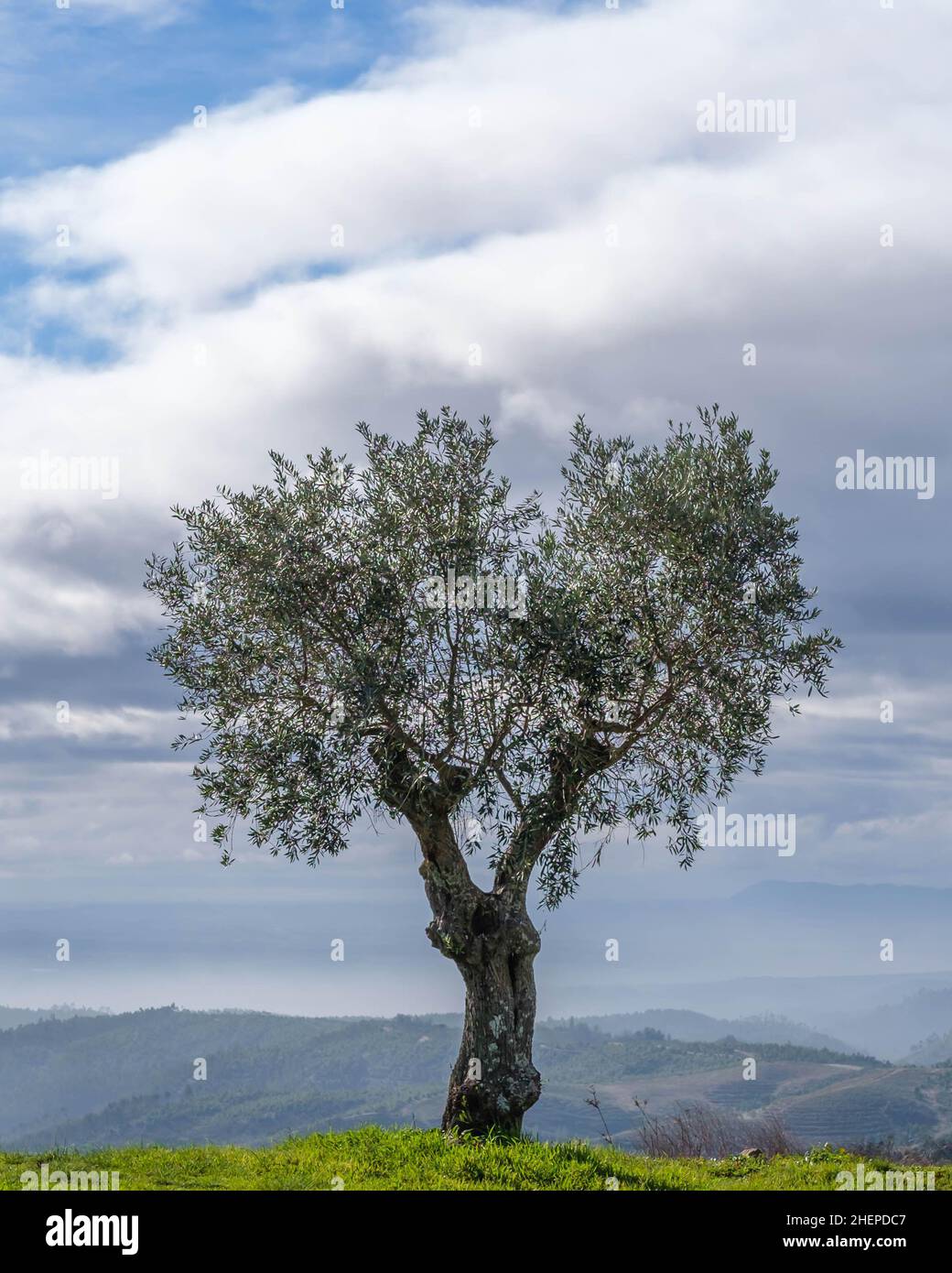 Lone olivo su una collina che si affaccia su colline lontane Foto Stock