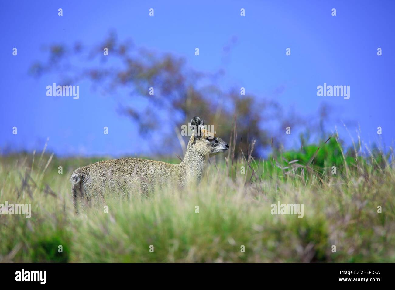 Piccolo e carino Antelope Klipspringer che salta sulle montagne Simien Foto Stock