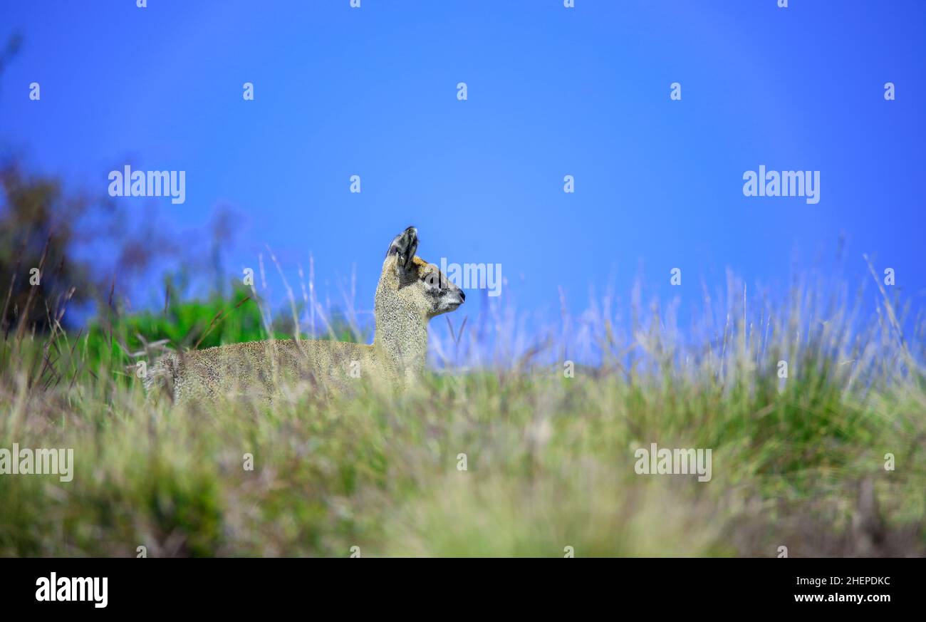 Piccolo e carino Antelope Klipspringer che salta sulle montagne Simien Foto Stock