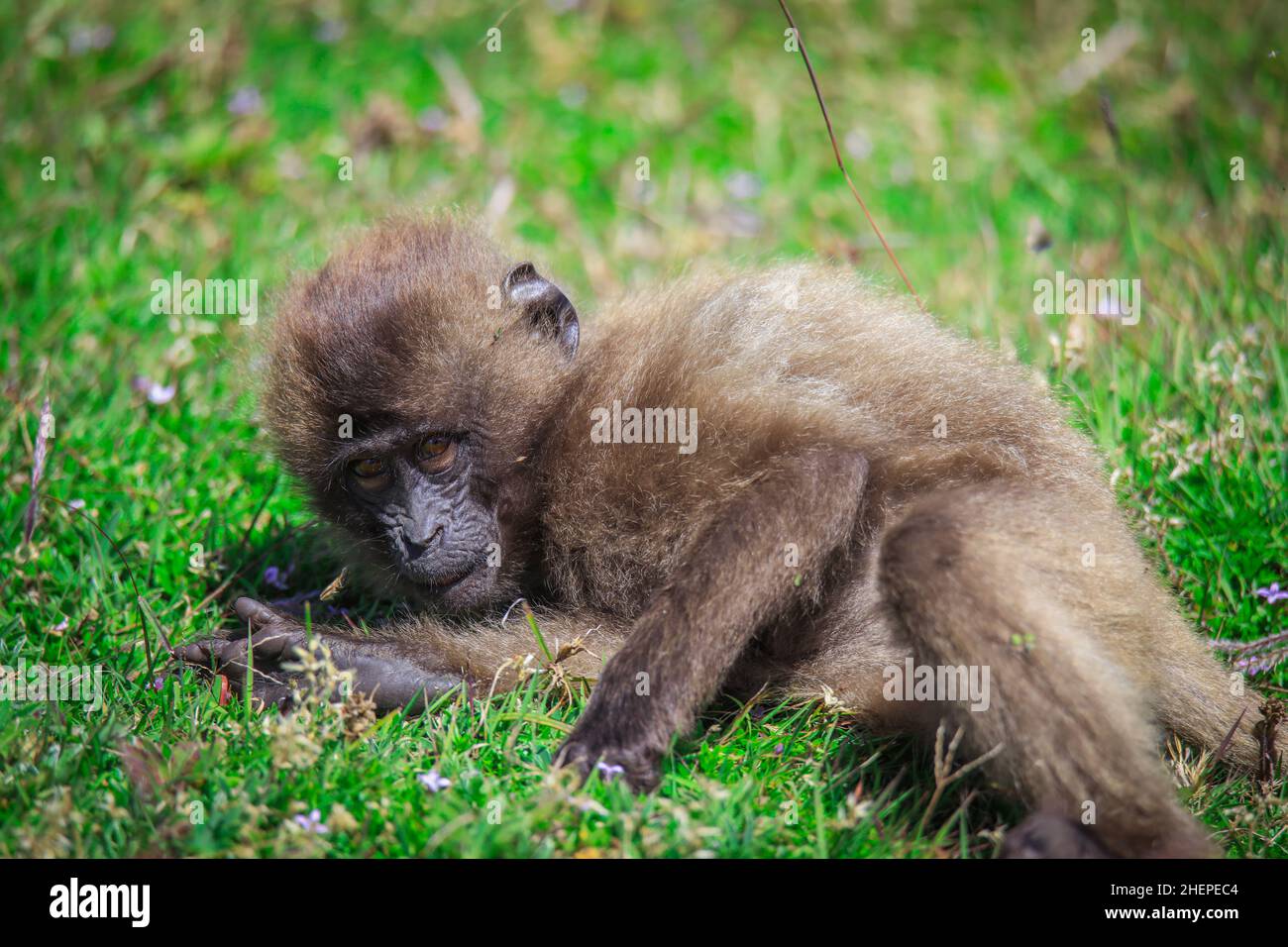 Foto di Gelada Baboon Baboon Baby endemico che vive solo nelle Highlands etiopiche Foto Stock