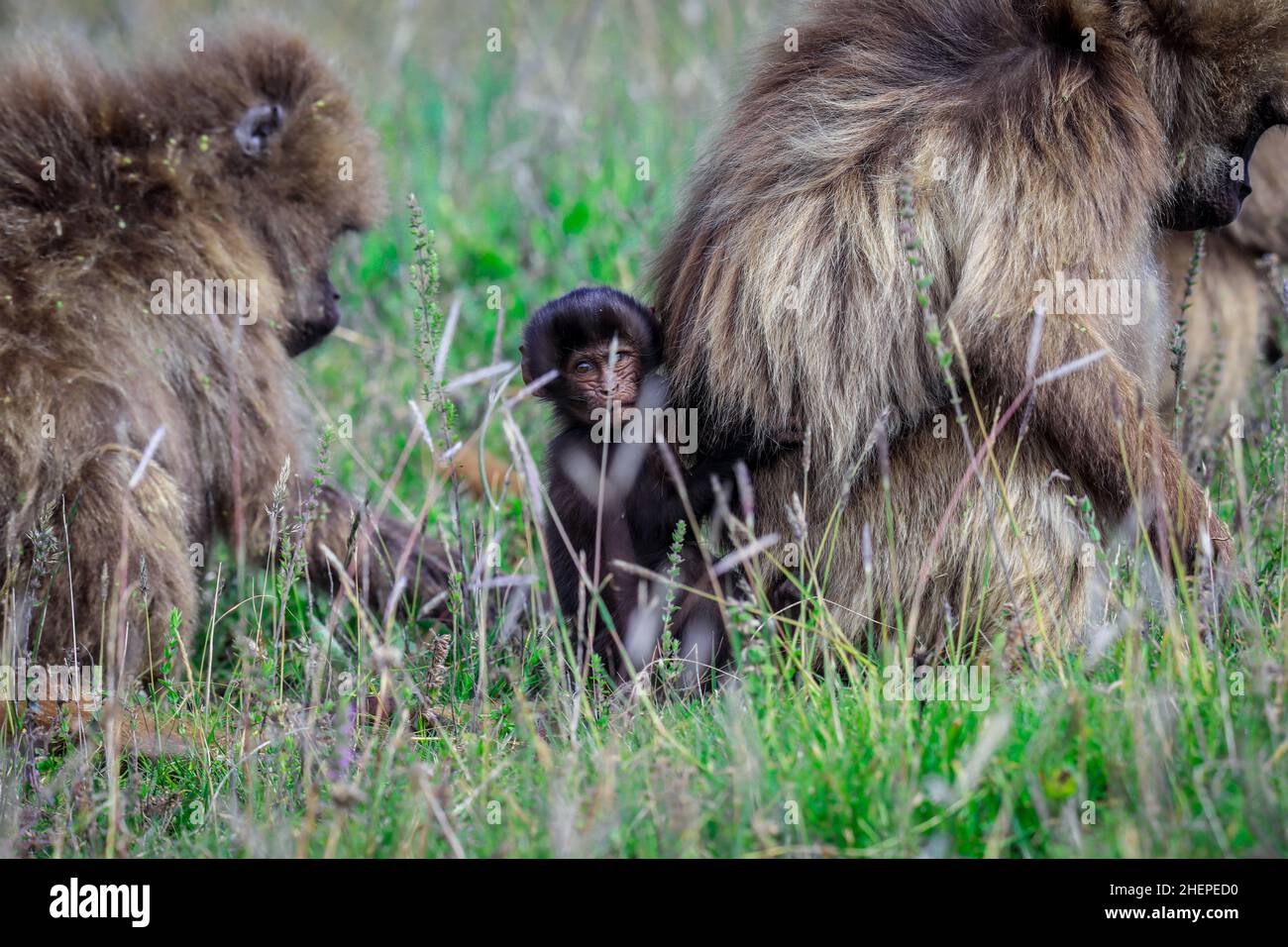 Foto di Gelada Baboon Baboon Baby endemico che vive solo nelle Highlands etiopiche Foto Stock